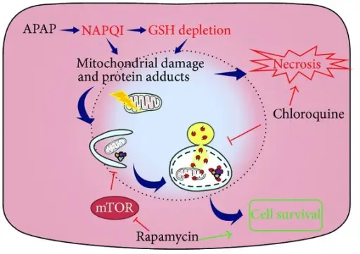 Acetaminophen Injury