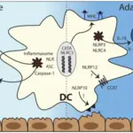 Adaptive Immunity