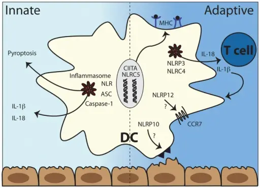 Adaptive Immunity