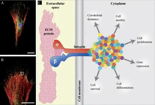 Adhesions