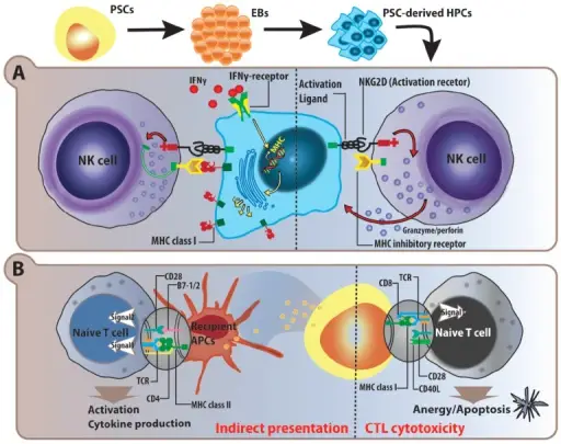 Allorecognition of MHC Antigens