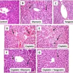 CELL ACTIVATION