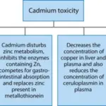 Cadmium Toxicity