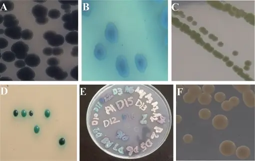 Candidiasis Fungal Infection