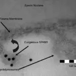 Carrier Mediated Membrane Transport