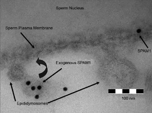 Carrier Mediated Membrane Transport