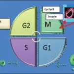 Cell Cycle