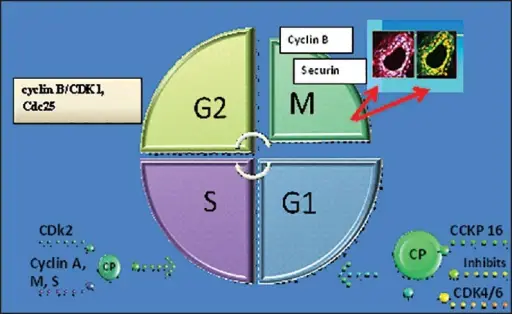 Cell Cycle