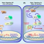 Cell Signaling