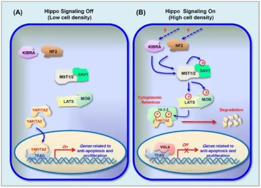 Cell Signaling