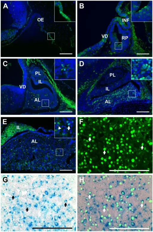 Cells of the Pituitary Gland