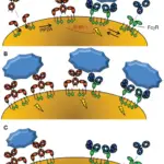 Cellular Activation