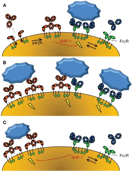 Cellular Activation