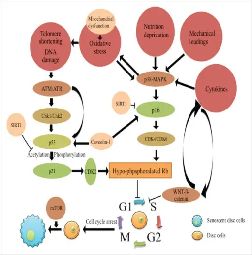 Cellular Aging