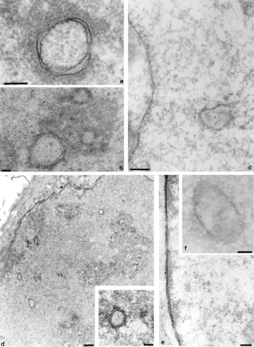 Cellular Channels