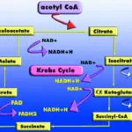 Cellular Energy Generation Krebs Cycle