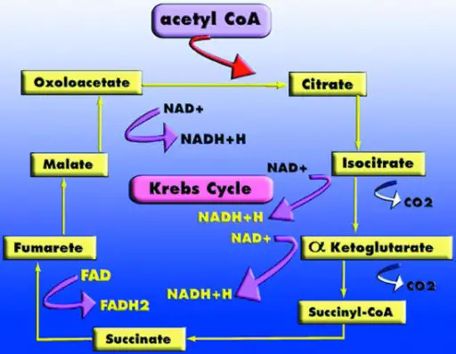 Cellular Energy Generation Krebs Cycle