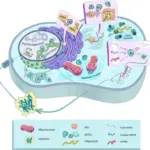 Cellular Responses to Stress