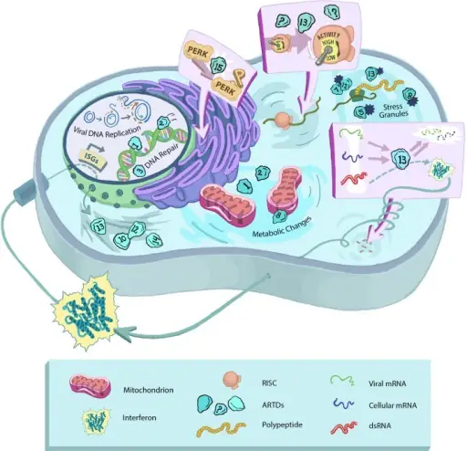 Cellular Responses to Stress