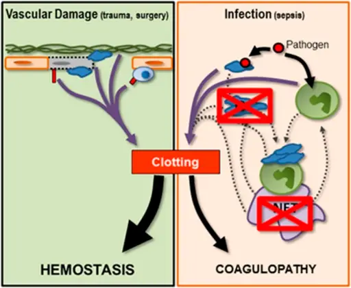 Coagulation Factor Defects