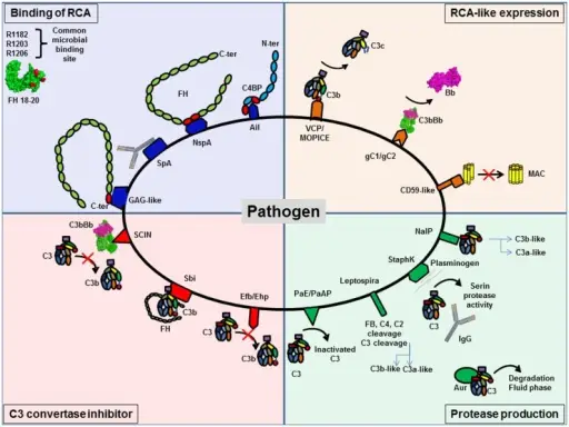 What Are Defects In The Complement System Pathosomes