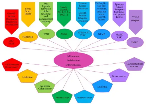 Developmental Disorders of the Breast