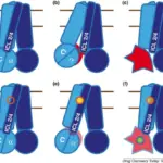 Disorders Associated with Defects in Proteins that Regulate Cell Growth