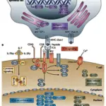 Disorders Associated with Defects in Receptor Proteins