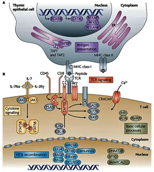 Disorders Associated with Defects in Receptor Proteins