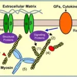 Disorders Associated with Defects in Structural Proteins