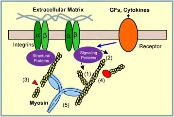 Disorders Associated with Defects in Structural Proteins