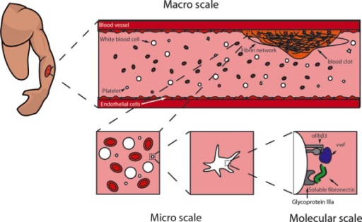 Disorders of Primary Hemostasis