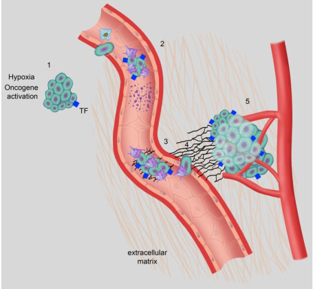 Disorders of Secondary Hemostasis