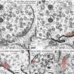 Endocytosis