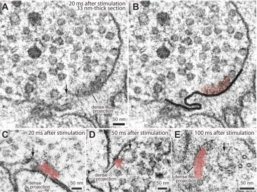 Endocytosis