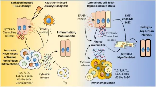 GROWTH ADAPTATIONS