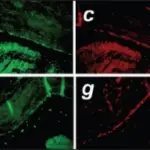 GROWTH FACTORS