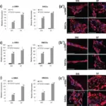 HOW ARE CELL POPULATIONS MAINTAINED