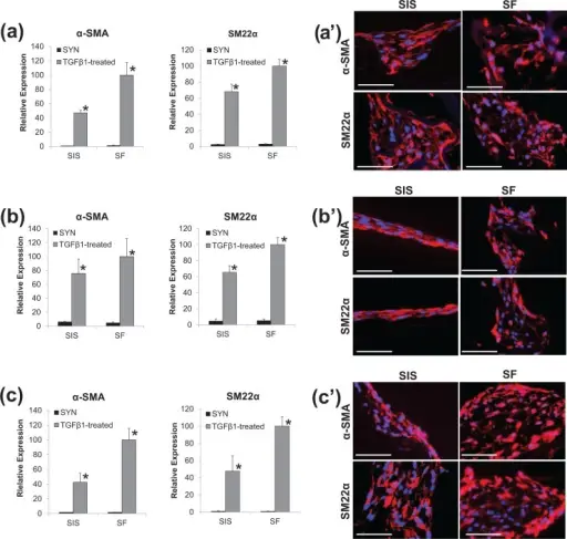 HOW ARE CELL POPULATIONS MAINTAINED