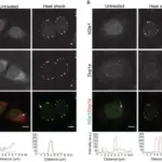 HOW DO CELLS RESPOND TO STRESS