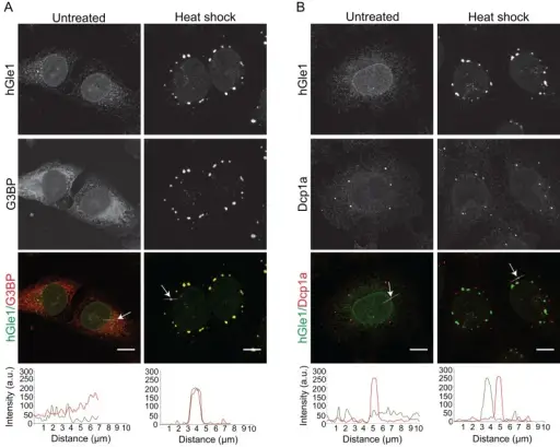 HOW DO CELLS RESPOND TO STRESS