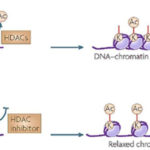 Histone acetylation