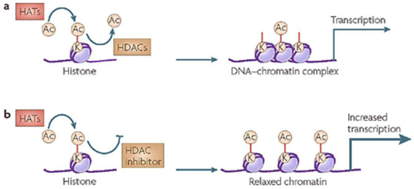 Histone acetylation