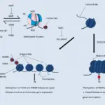 Histone methylation