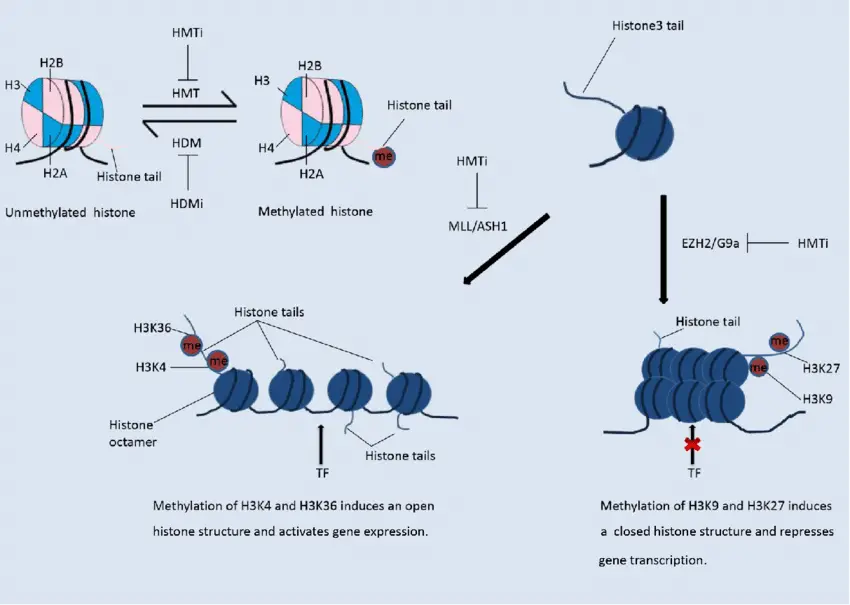 Histone methylation