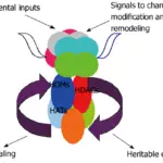 Histone modifying factors