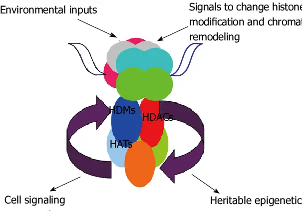 Histone modifying factors