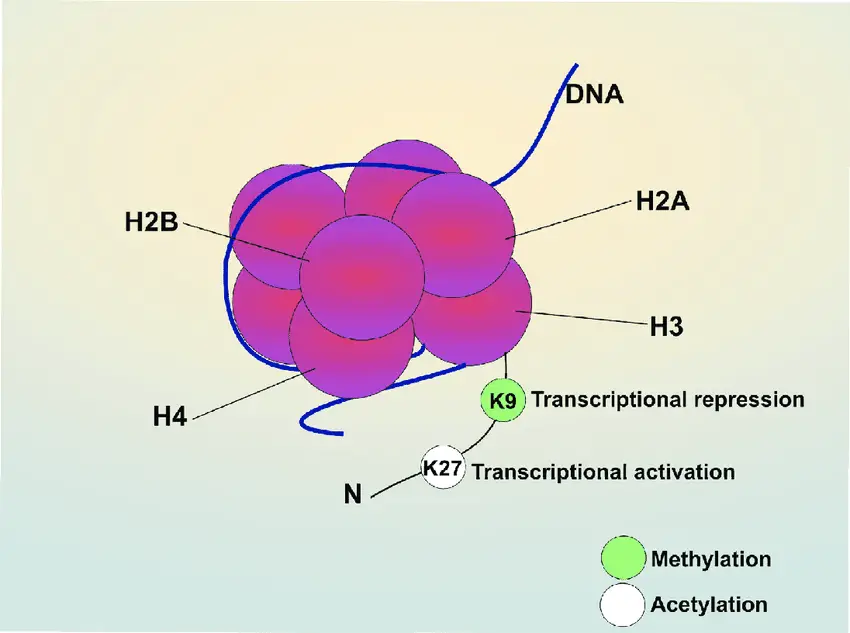 Histone