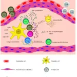 How Are Lymphocytes Activated