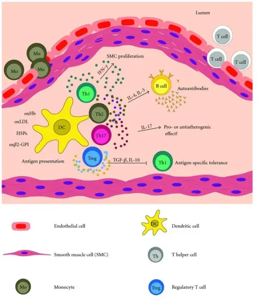 How Are Lymphocytes Activated